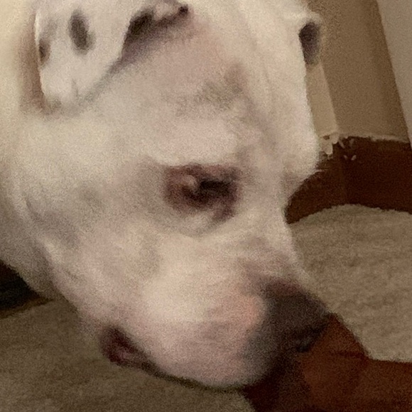 ham_boi474